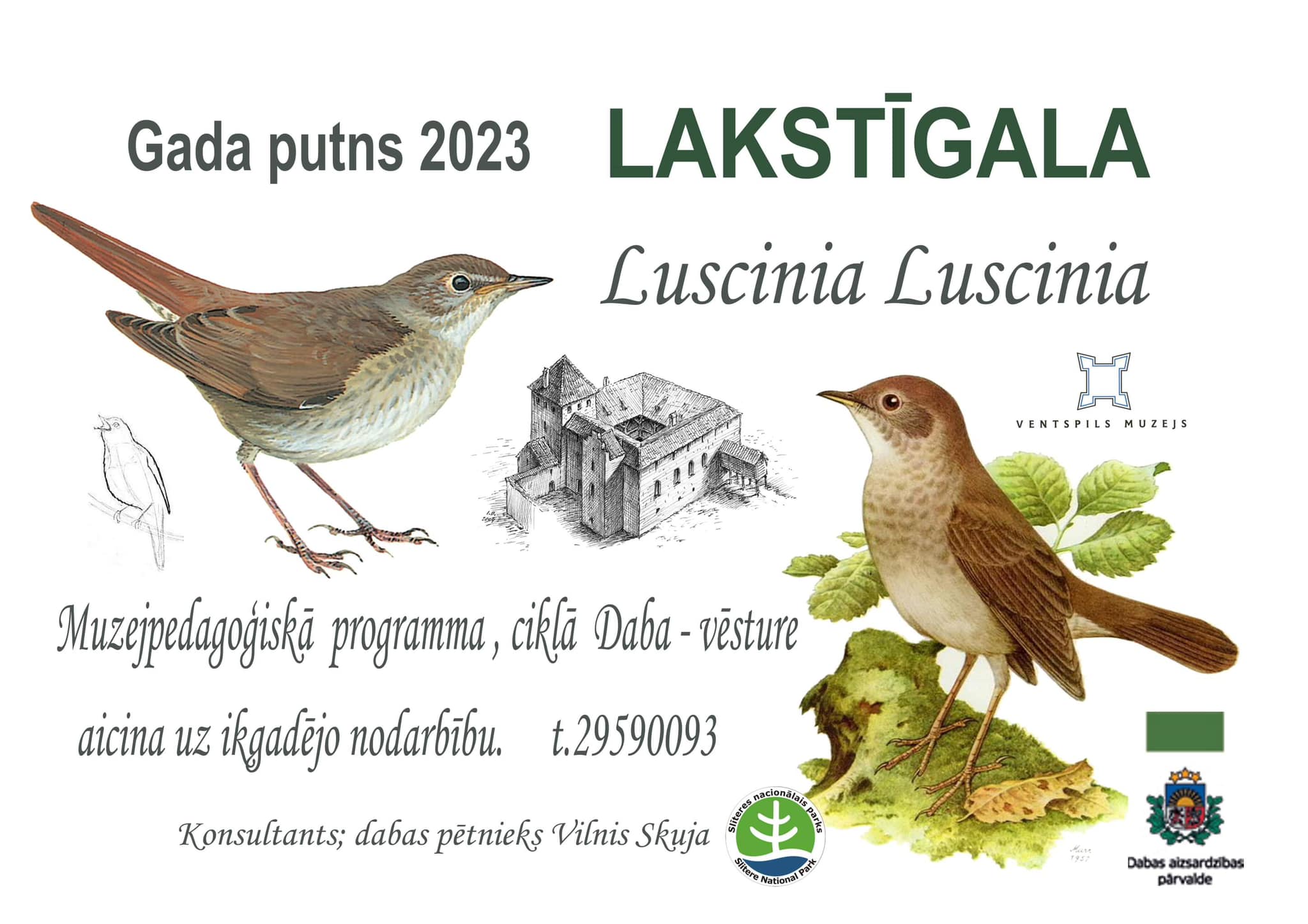 Птица 2023 года, соловей, в музейно-педагогической программе Вентспилсского  музея - VisitVentspils